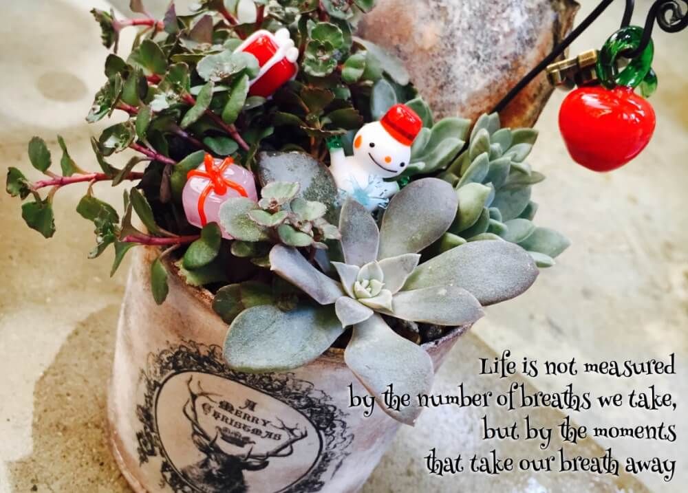 多肉植物　クリスマスアレンジ