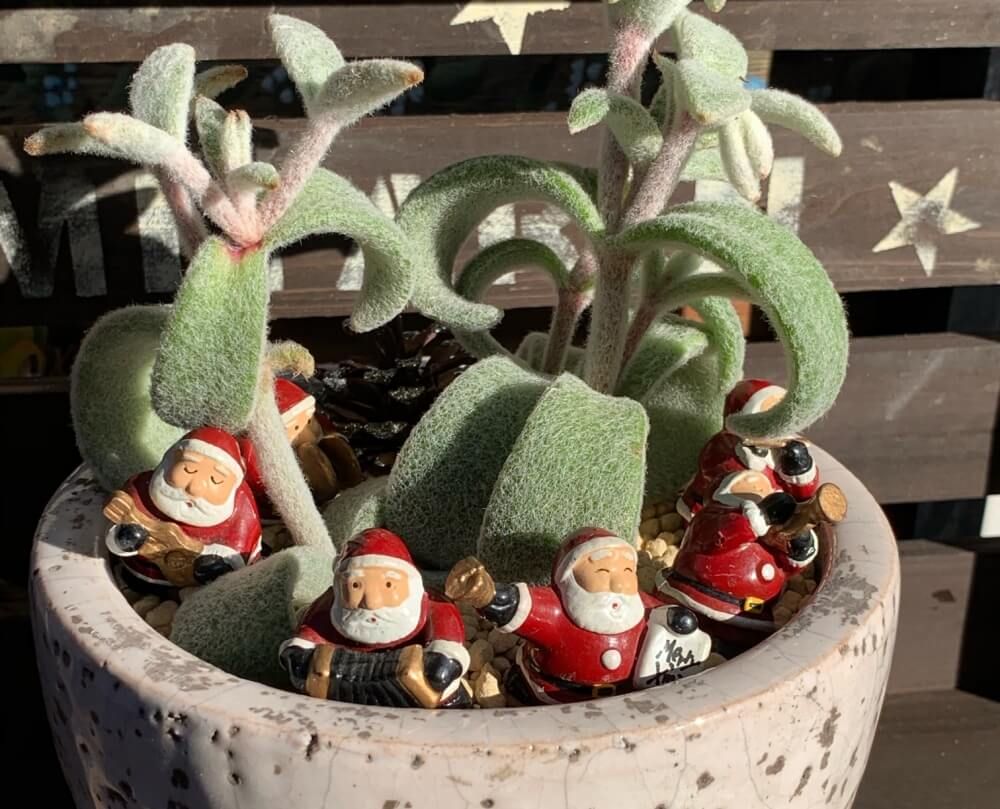 多肉植物　クリスマスアレンジ