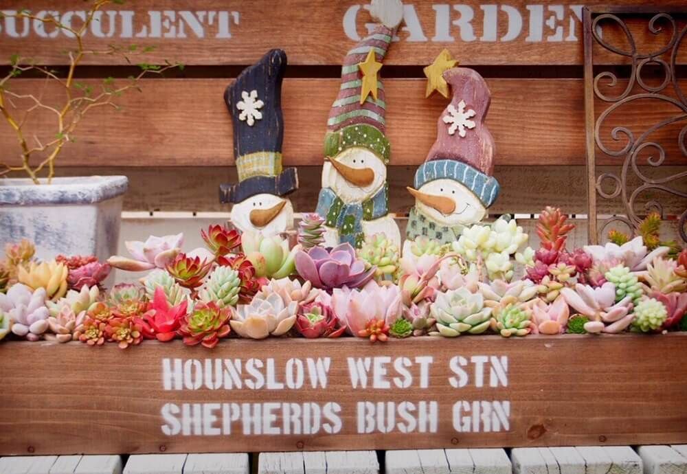 多肉植物　クリスマスアレンジ