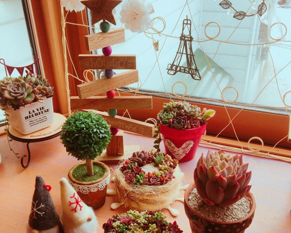 多肉植物　クリスマスアレンジ