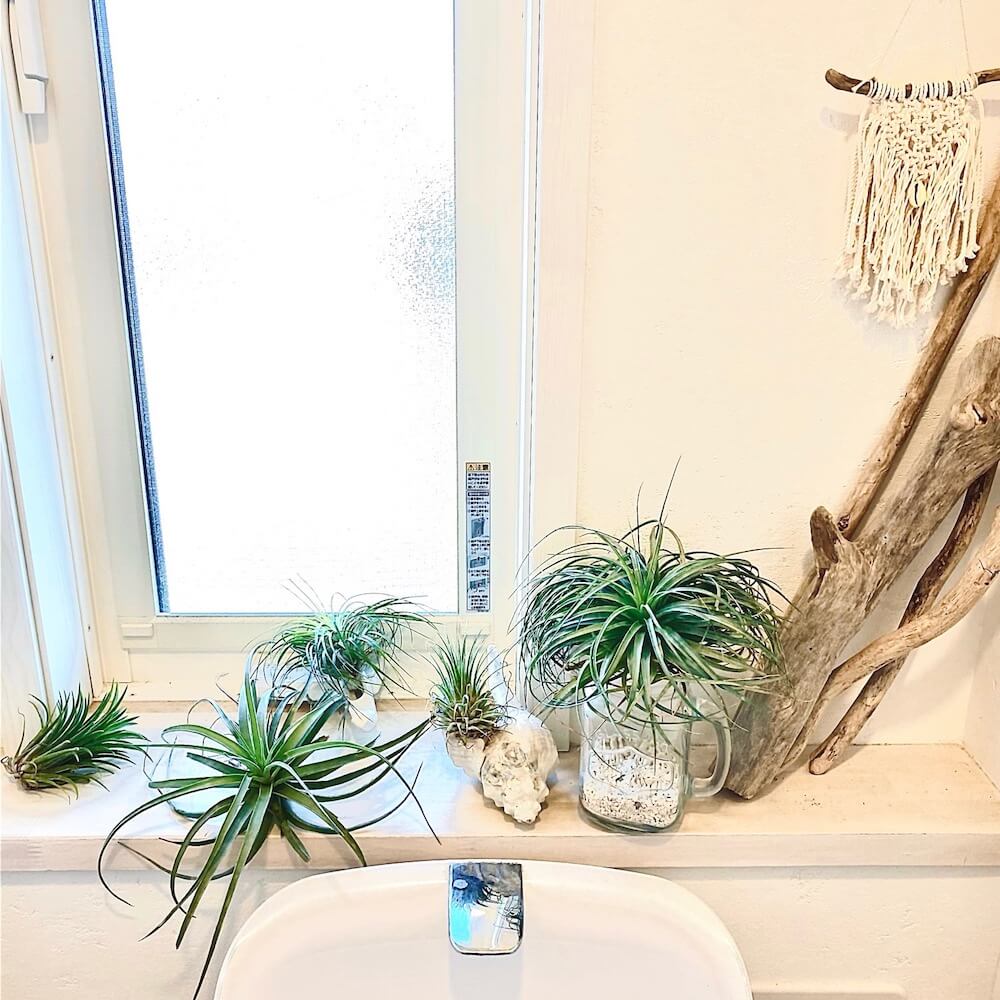 トイレに置きたい観葉植物8選 風水でおすすめの種類や飾り方とは Greensnap グリーンスナップ