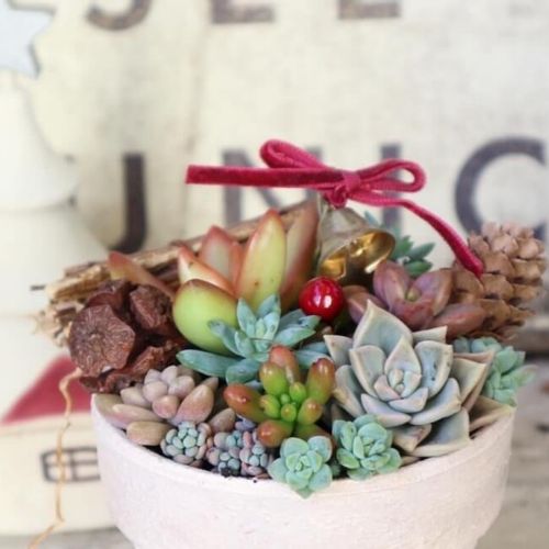 置くだけでかわいい！クリスマス雑貨で多肉植物をデコレーションしよう 