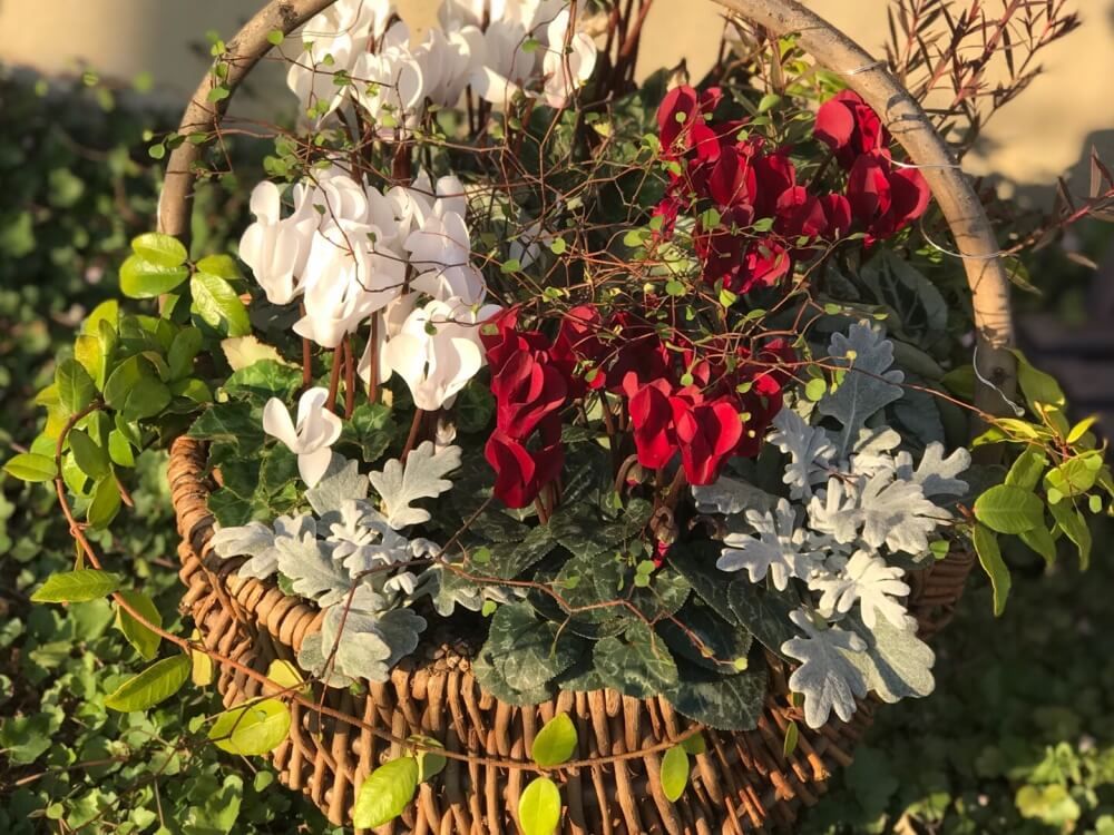 冬　バスケットの寄せ植え