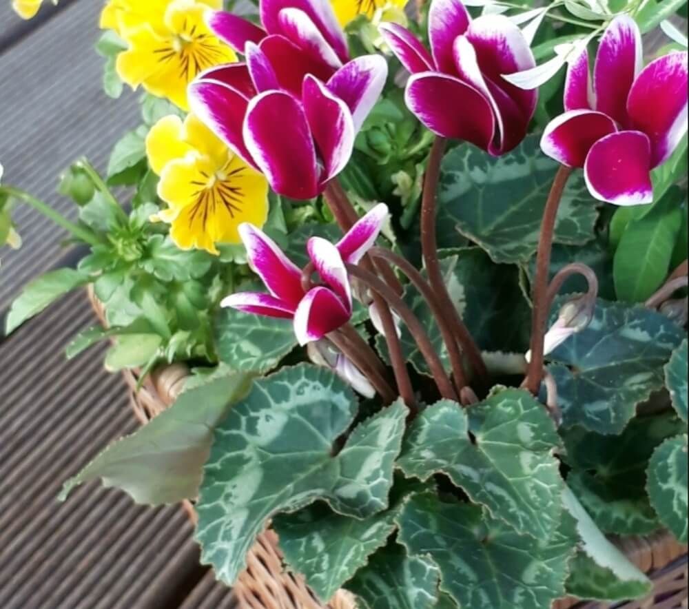 冬　バスケットの寄せ植え