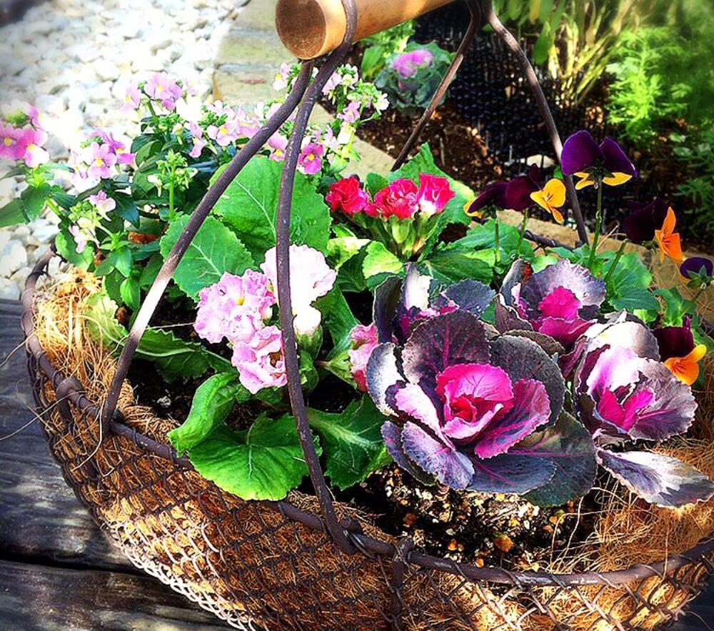 冬　バスケットの寄せ植え