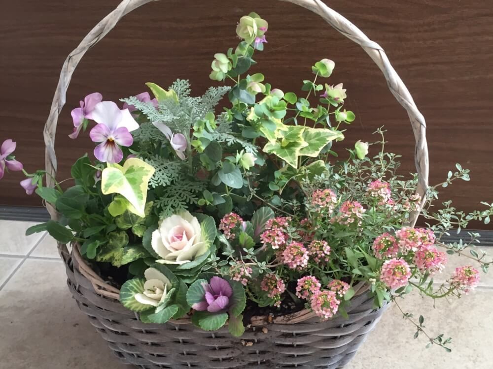 冬　バスケットの寄せ植え