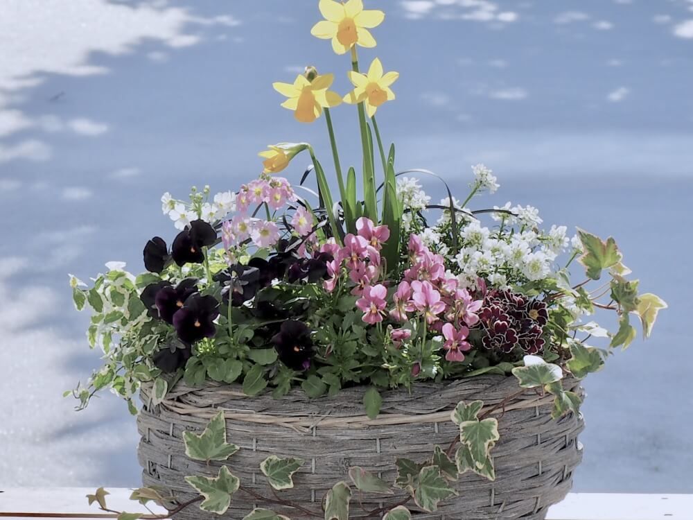 冬　バスケットの寄せ植え