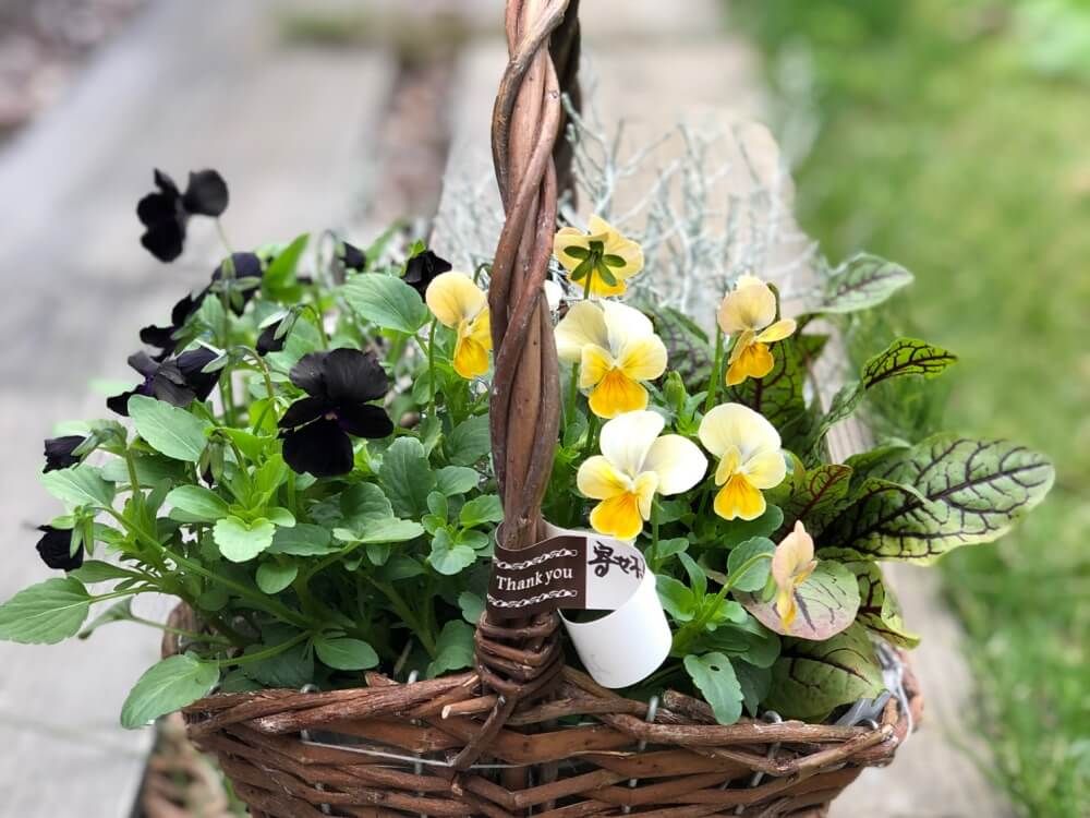 冬　バスケットの寄せ植え