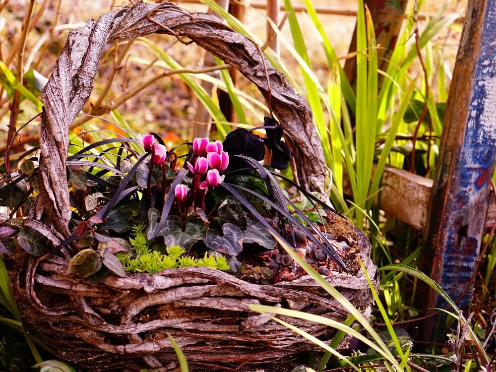 冬　バスケットの寄せ植え