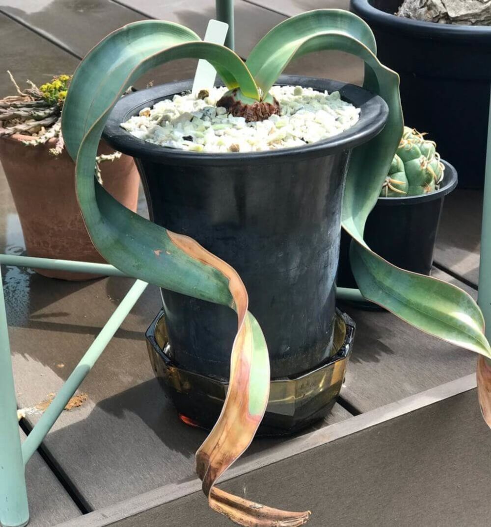 キソウテンガイ