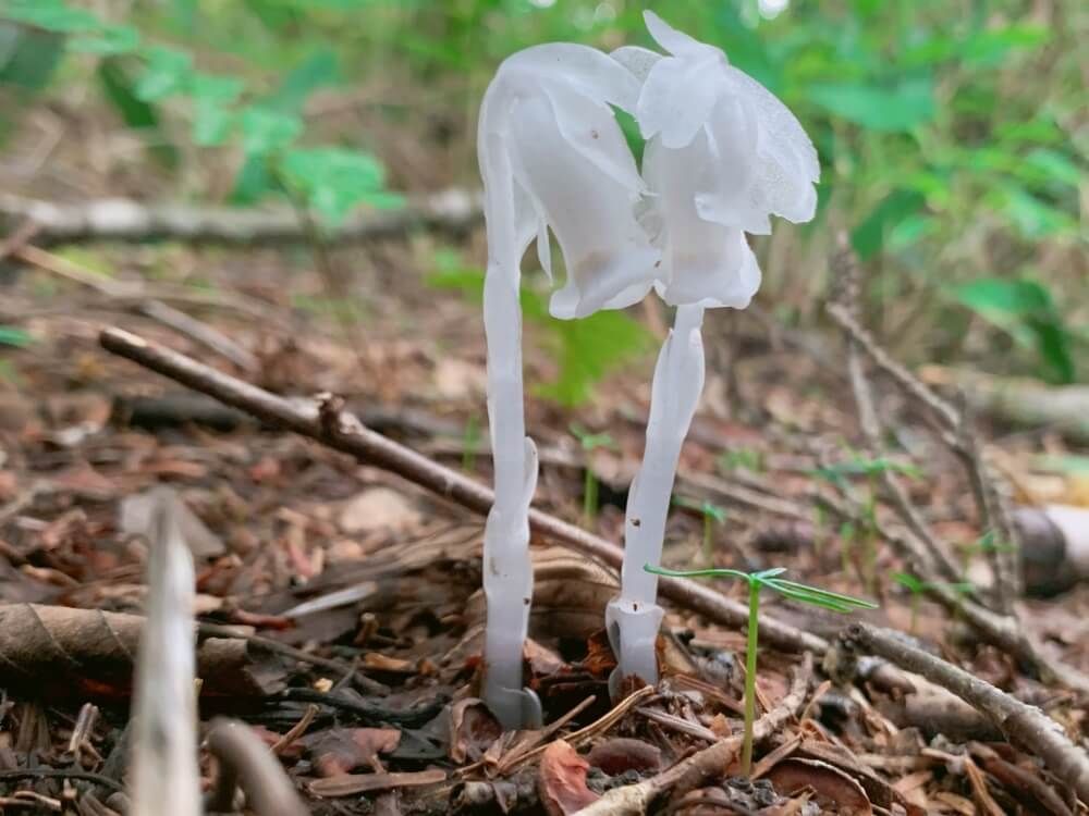 ギンリョウソウ