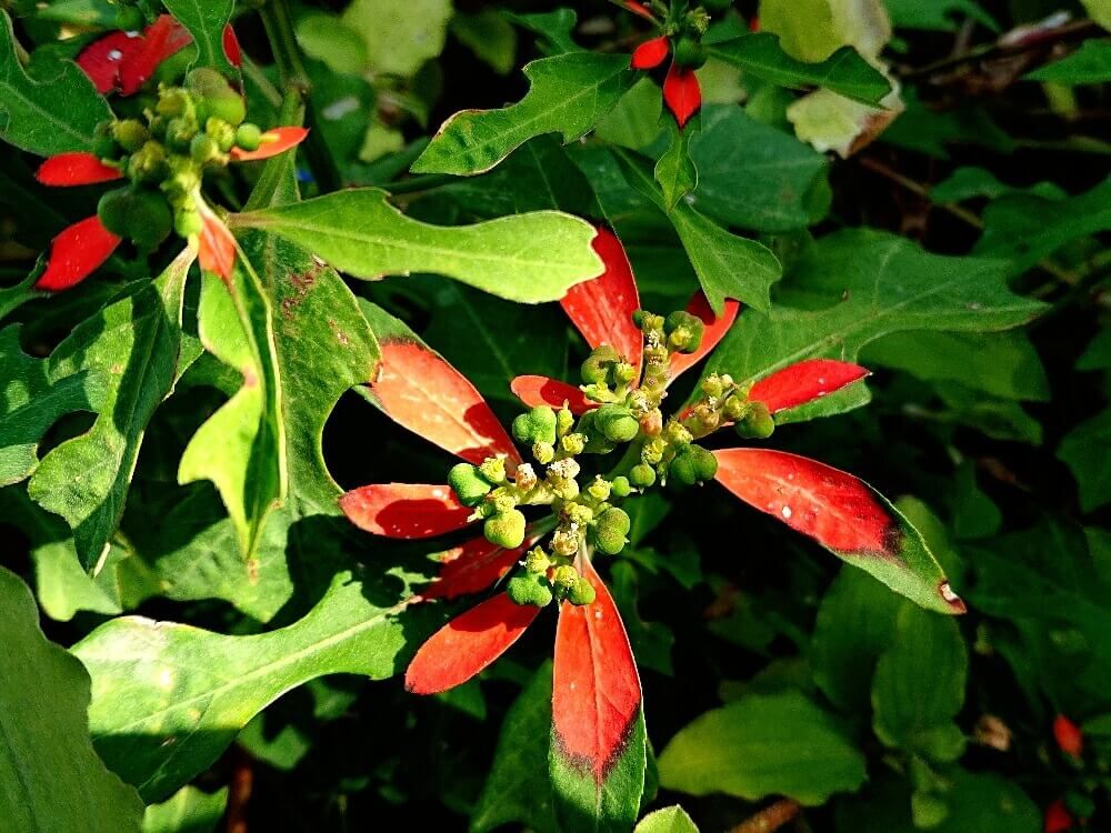 ショウジョウソウ