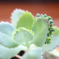 なにこれ不思議！個性的な葉っぱをもつ植物10選の画像
