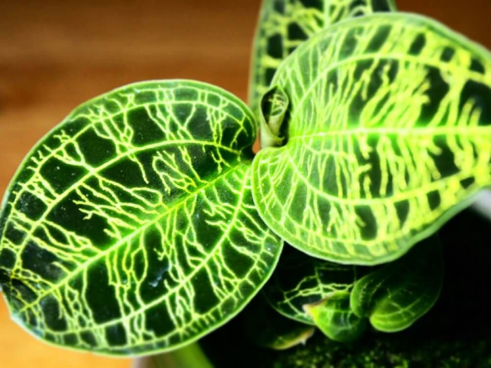 ジュエルオーキッド