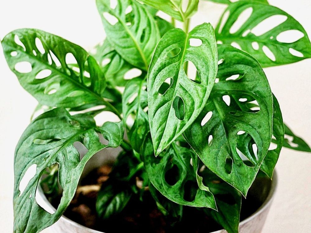 モンステラ　マドカズラ