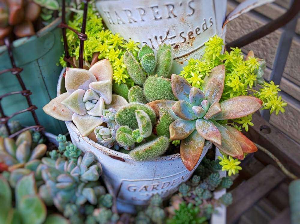 多肉マンション　作り方