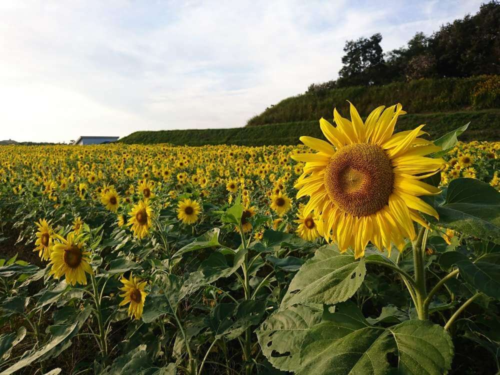 ヒマワリ　花畑　黄色い花
