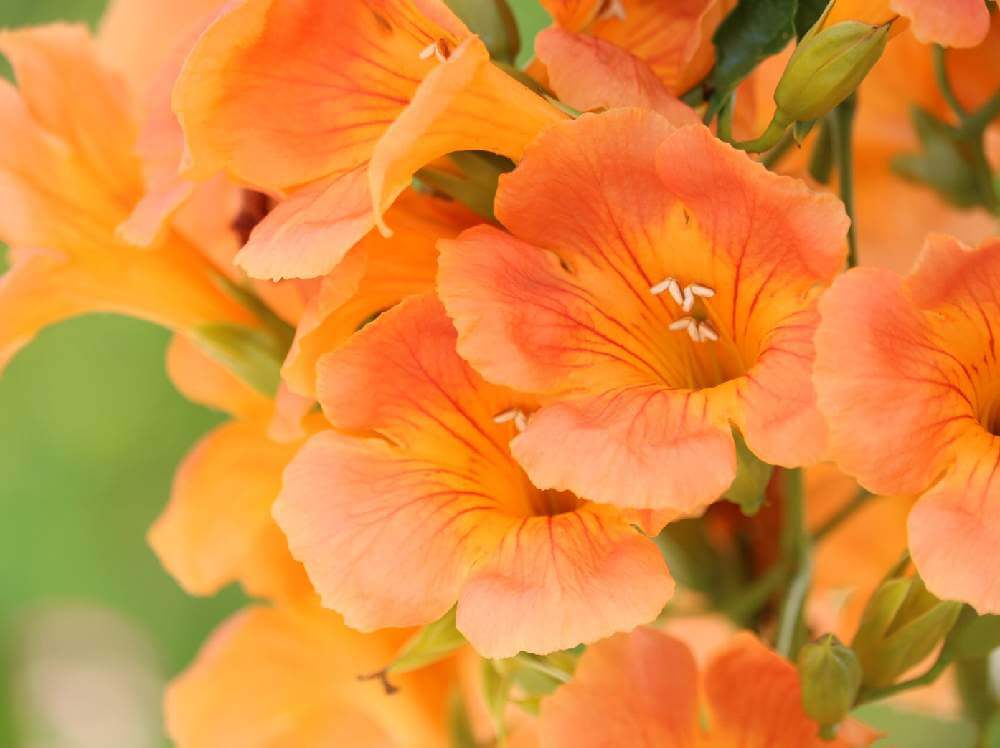 夏 に 咲く オレンジ 色 の 花