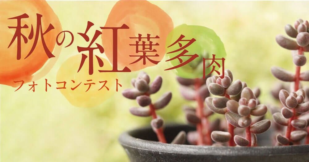 秋の紅葉多肉フォトコン
