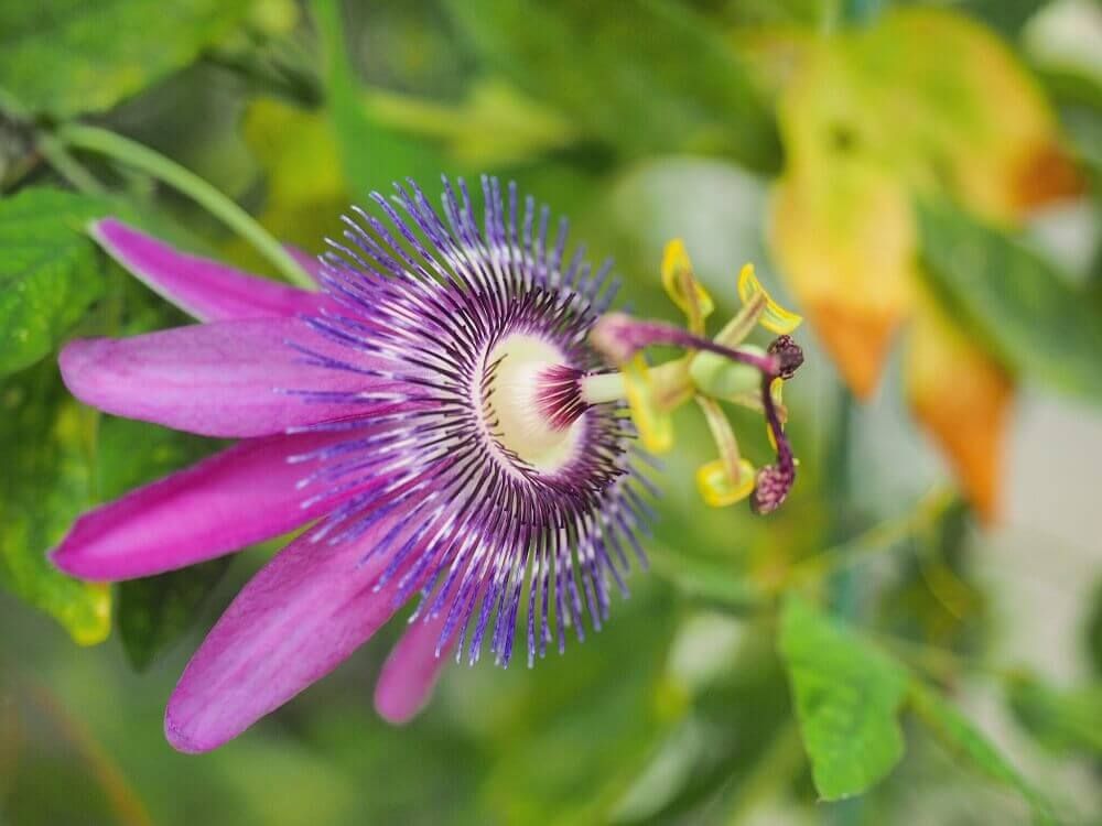 トケイソウ　珍植物