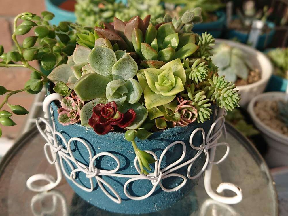 多肉植物　Photo by メアリーさん