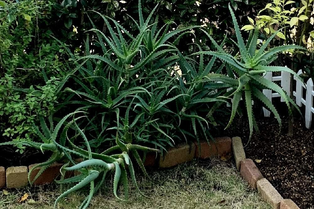 キダチアロエ　Photo by いづこさん