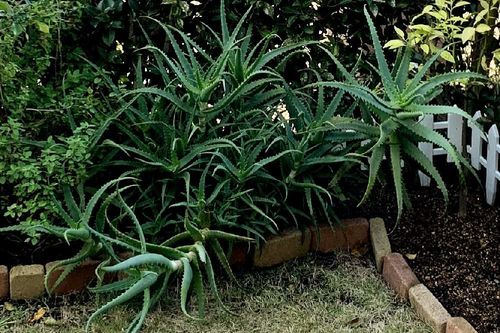 多肉植物の人気種類選 おすすめの品種や特徴 育て方のコツは Greensnap グリーンスナップ