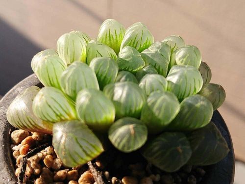 多肉植物の人気種類選 おすすめの品種や特徴 育て方のコツは Greensnap グリーンスナップ
