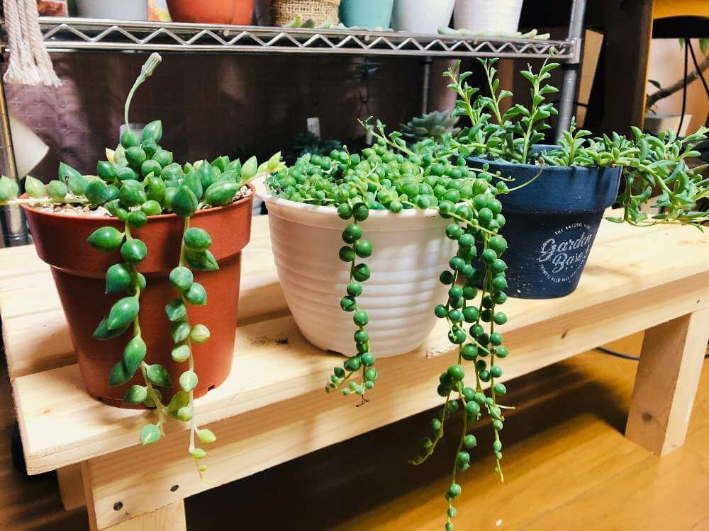 グリーンネックレス　鉢植え　屋内