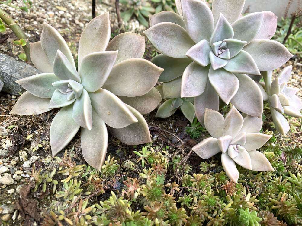 朧月　Photo by リトセアさん