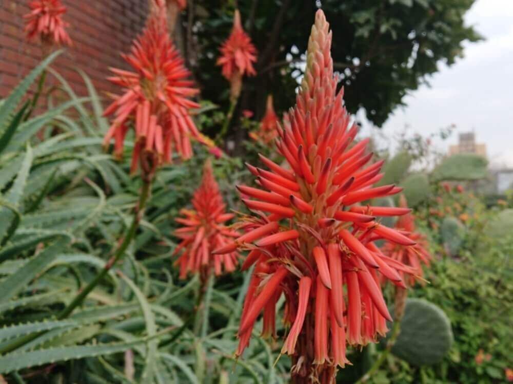 キダチアロエ　1月の花