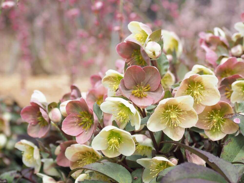 クリスマスローズ　1月の花