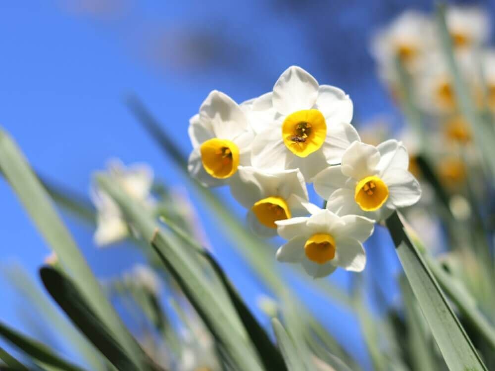 スイセン　水仙　1月の花