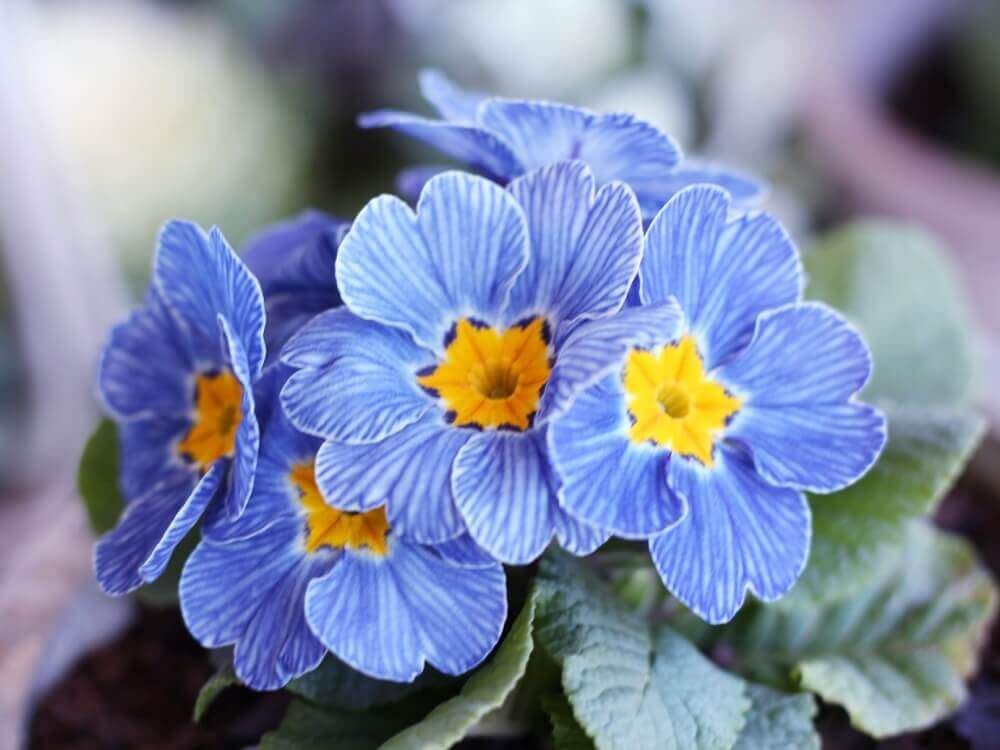 プリムラ・ジュリアン　1月の花