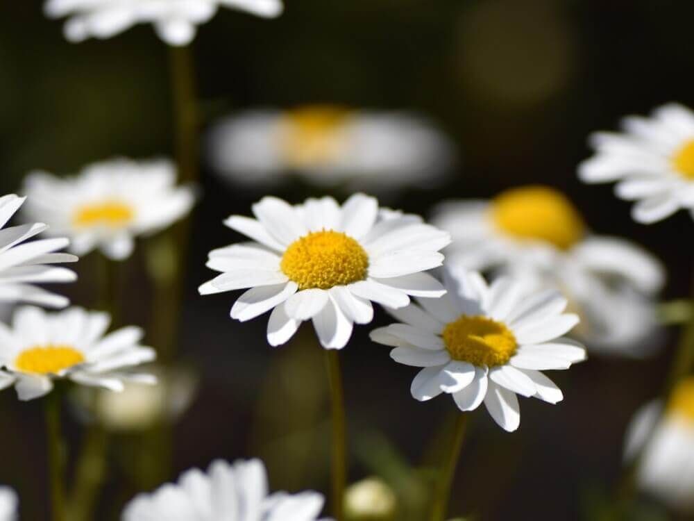 ノースポール　クリサンセマム　1月の花