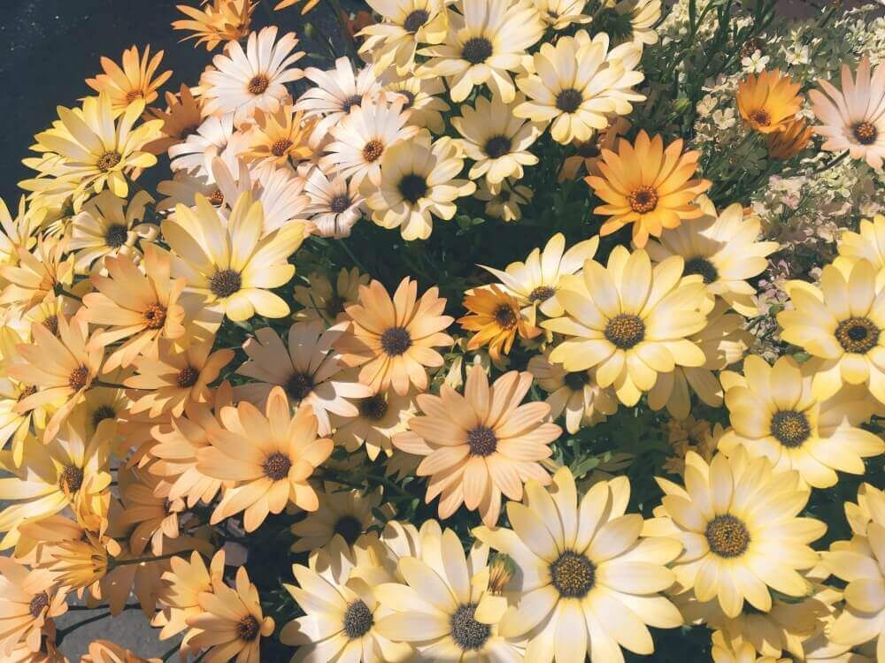 オステオスペルマム　1月の花