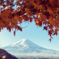 『全国ボタニカルスポットフォトコンテスト』結果発表｜選んだポイントを編集部が解説の画像