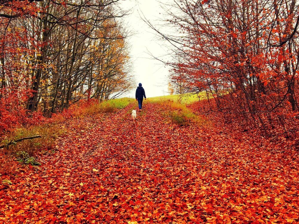 全国ボタニカルスポットフォトコン -2019秋-