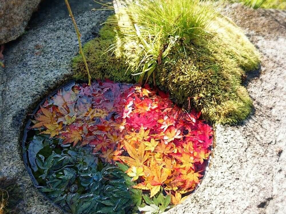 全国ボタニカルスポットフォトコン -2019秋-