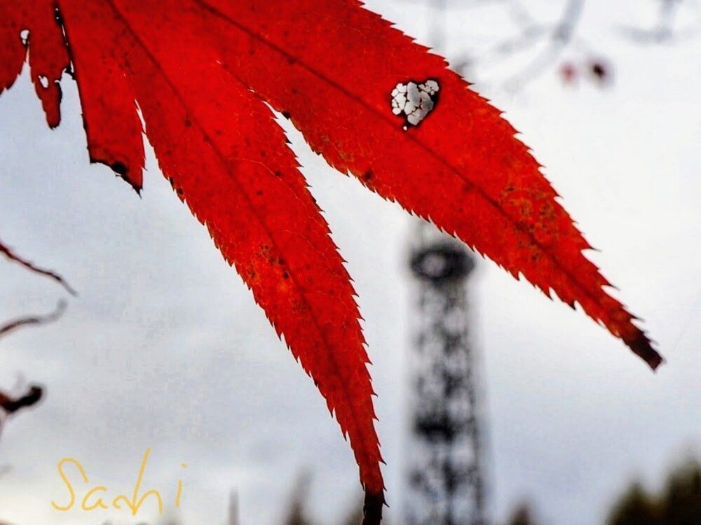 全国ボタニカルスポットフォトコン -2019秋-