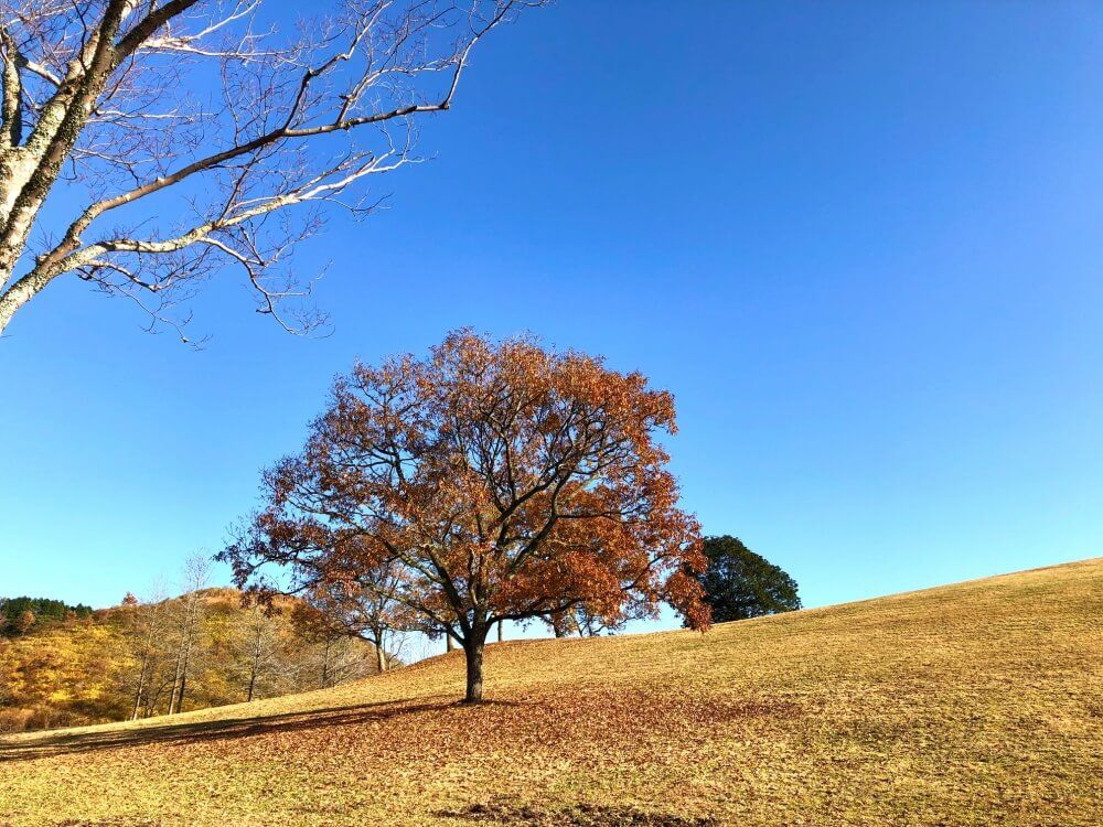 全国ボタニカルスポットフォトコン -2019秋-