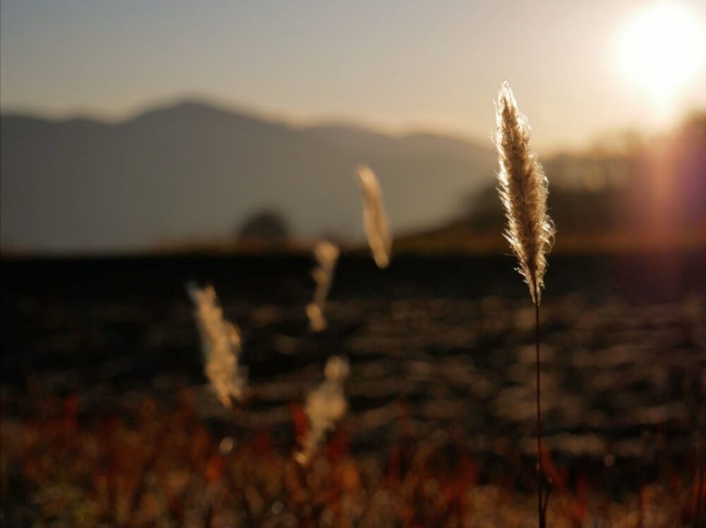 全国ボタニカルスポットフォトコン -2019秋-