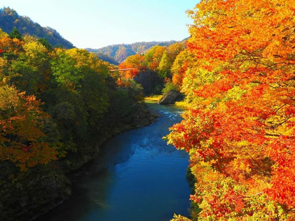 全国ボタニカルスポットフォトコン -2019秋-