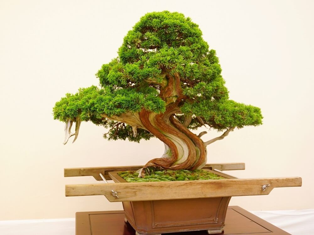 マツ　松　縁起のいい植物