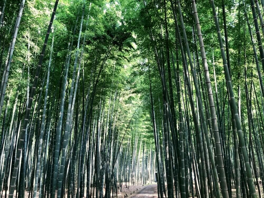 タケ　竹　縁起のいい植物