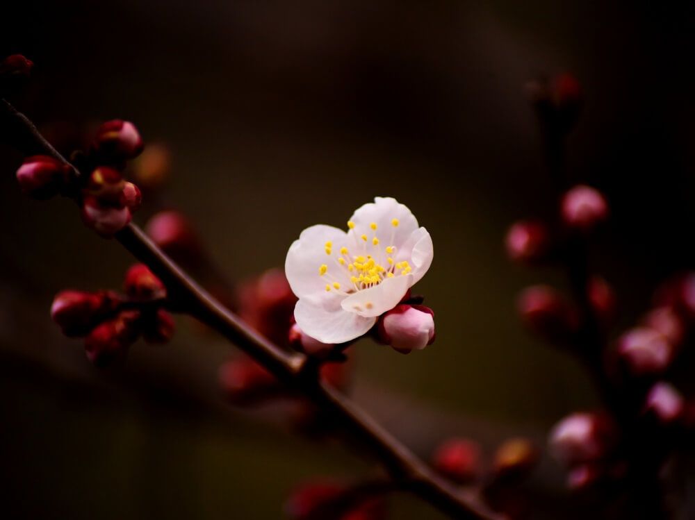 ウメ　梅　縁起のいい植物