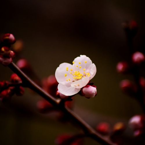 お正月に飾りたい縁起のいい植物10選 重宝されるその理由とは Greensnap グリーンスナップ