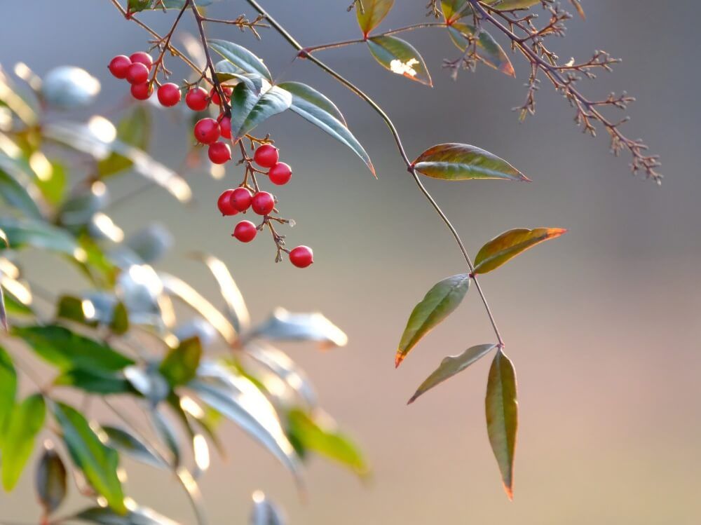 南天　ナンテン　縁起のいい植物