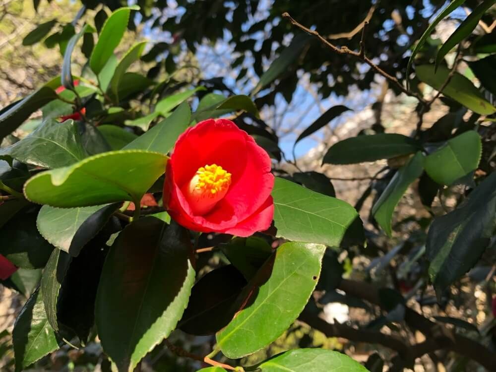 ツバキ　椿　縁起のいい植物