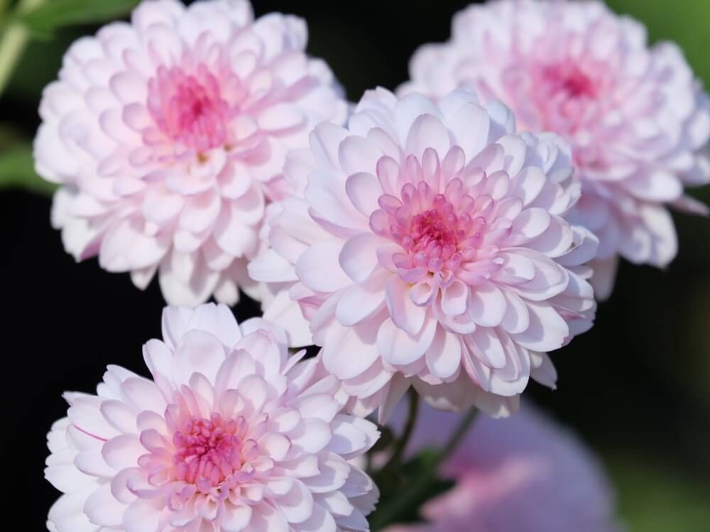 菊　キク　縁起のいい植物